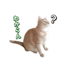 茶トラ猫はるの日常（個別スタンプ：6）