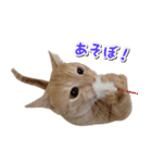 茶トラ猫はるの日常（個別スタンプ：7）