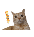 茶トラ猫はるの日常（個別スタンプ：8）