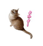 茶トラ猫はるの日常（個別スタンプ：9）