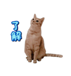 茶トラ猫はるの日常（個別スタンプ：13）