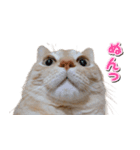 茶トラ猫はるの日常（個別スタンプ：14）