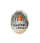 キンカチョウ伝言（個別スタンプ：1）