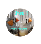 キンカチョウ伝言（個別スタンプ：2）