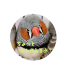 キンカチョウ伝言（個別スタンプ：3）