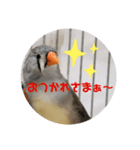 キンカチョウ伝言（個別スタンプ：4）