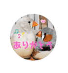 キンカチョウ伝言（個別スタンプ：5）