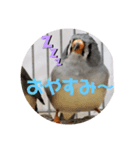 キンカチョウ伝言（個別スタンプ：7）