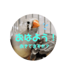 キンカチョウ伝言（個別スタンプ：8）