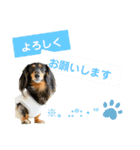 ミニチュアダックスの気ままなランチ⑥（個別スタンプ：5）