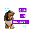 ミニチュアダックスの気ままなランチ⑥（個別スタンプ：9）