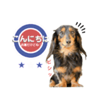 ミニチュアダックスの気ままなランチ⑥（個別スタンプ：10）