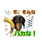 ミニチュアダックスの気ままなランチ⑥（個別スタンプ：13）