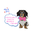 ミニチュアダックスの気ままなランチ⑥（個別スタンプ：16）