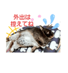 うさスタンプ正月（個別スタンプ：8）