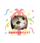 ミケユキチャンネルスタンプ2（個別スタンプ：12）