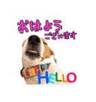 テリナラご挨拶（個別スタンプ：6）