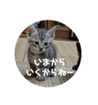 ぴぃジュニアの伝言（個別スタンプ：1）