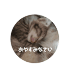 ぴぃジュニアの伝言（個別スタンプ：3）