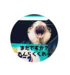 ぴぃジュニアの伝言（個別スタンプ：4）