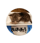 ぴぃジュニアの伝言（個別スタンプ：5）