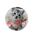 ぴぃジュニアの伝言（個別スタンプ：6）