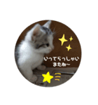ぴぃジュニアの伝言（個別スタンプ：8）