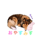 シェルティスタンプどなべちゃん（個別スタンプ：5）