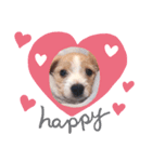 mix犬❤️めるも❤️（個別スタンプ：1）