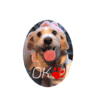 mix犬❤️めるも❤️（個別スタンプ：6）
