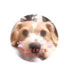 mix犬❤️めるも❤️（個別スタンプ：7）