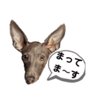 イタグレと愉快な仲間②（個別スタンプ：12）