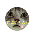 ねこっちポイント語（個別スタンプ：1）
