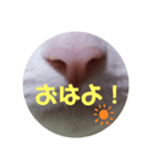ねこっちポイント語（個別スタンプ：2）