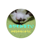 ねこっちポイント語（個別スタンプ：3）