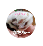 ねこっちポイント語（個別スタンプ：4）