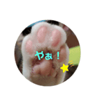 ねこっちポイント語（個別スタンプ：5）