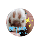 ねこっちポイント語（個別スタンプ：6）