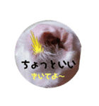 ねこっちポイント語（個別スタンプ：7）