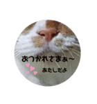 ねこっちポイント語（個別スタンプ：8）
