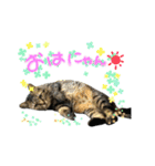 キジトラつくし（個別スタンプ：1）