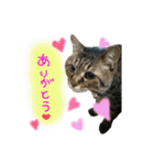 キジトラつくし（個別スタンプ：2）