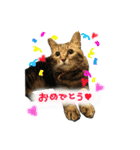 キジトラつくし（個別スタンプ：10）