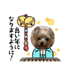 ヨーキー好き5（個別スタンプ：4）