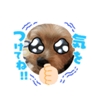 ヨーキー好き5（個別スタンプ：7）