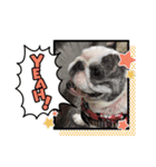 アレク犬のスタンプ（個別スタンプ：2）
