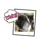 アレク犬のスタンプ（個別スタンプ：3）
