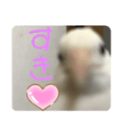ヒメウズラの感情スタンプver.1（個別スタンプ：4）