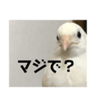 ヒメウズラの感情スタンプver.1（個別スタンプ：5）