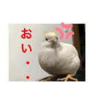 ヒメウズラの感情スタンプver.1（個別スタンプ：8）